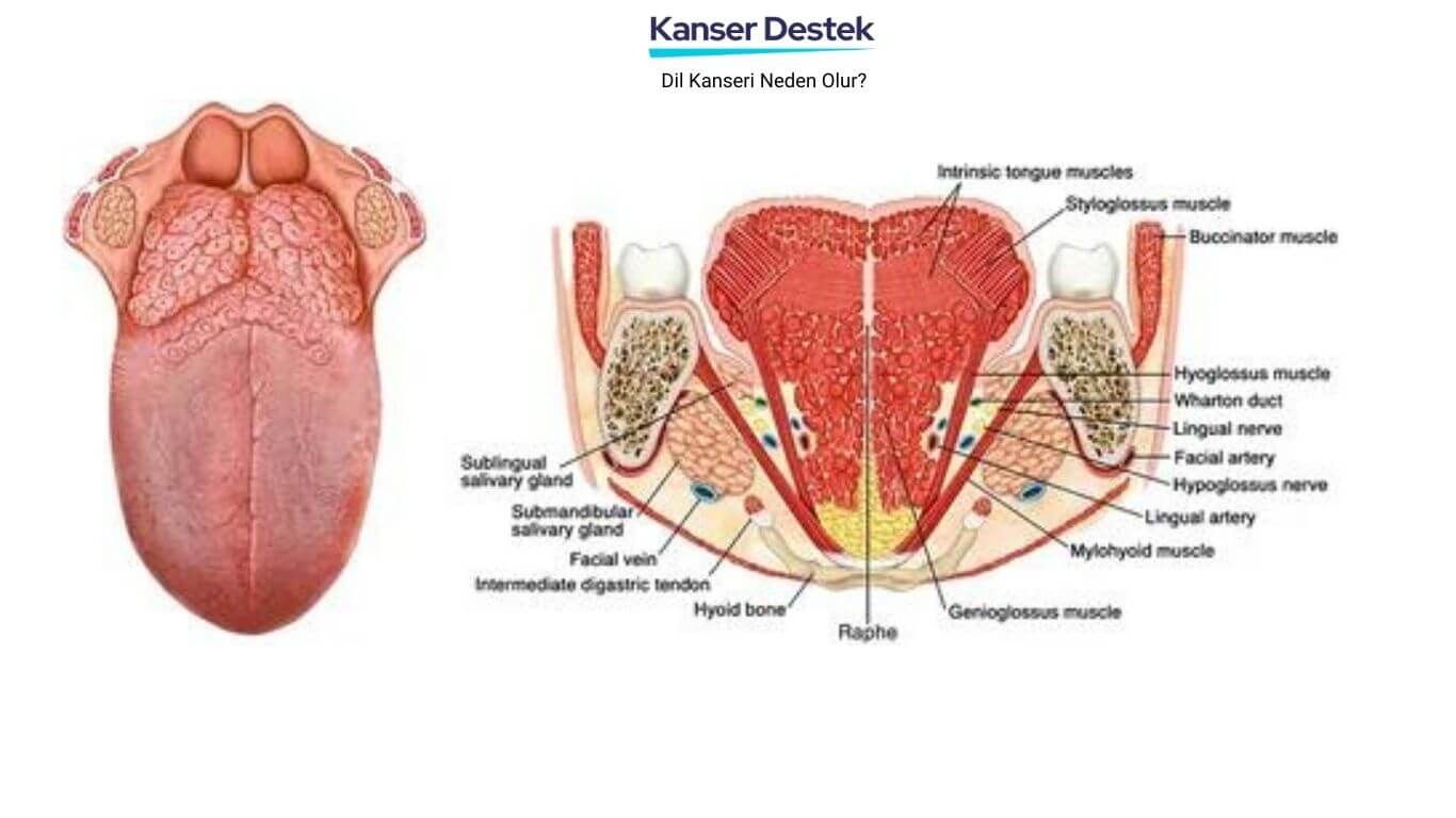 Dil Kanseri Neden Olur